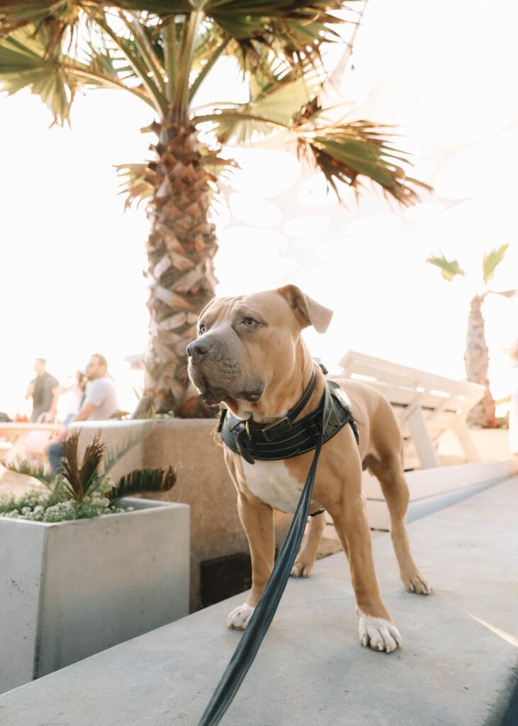 huntington beach dog beach
